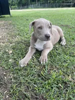 Zara, a female Cane Corso for sale in Leland, NC – 1 of 1