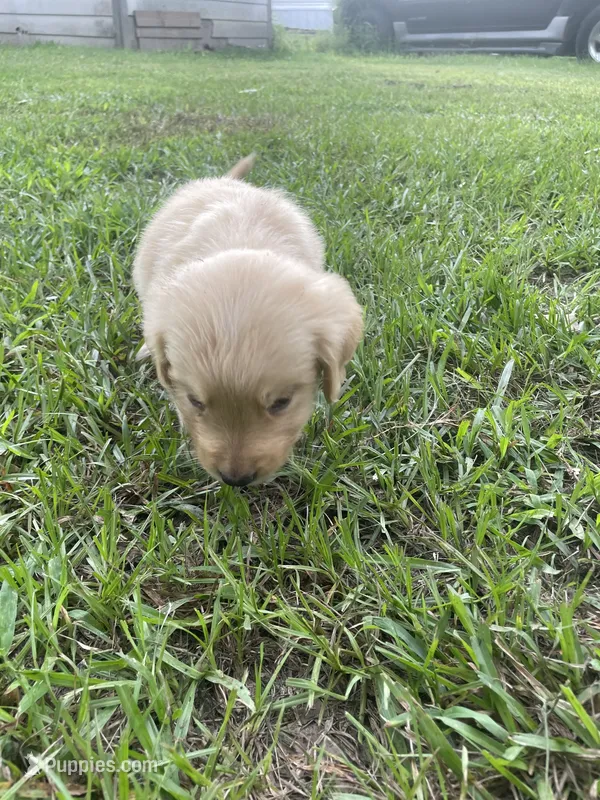 Ruby – Golden Retriever puppy for sale in Leland, NC