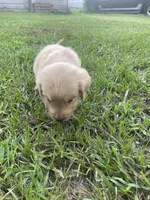 Ruby, a female Golden Retriever for sale in Leland, NC – 1 of 1
