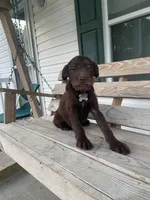 Rocky, a male German Wirehaired Pointer for sale in Leland, NC – 3 of 3