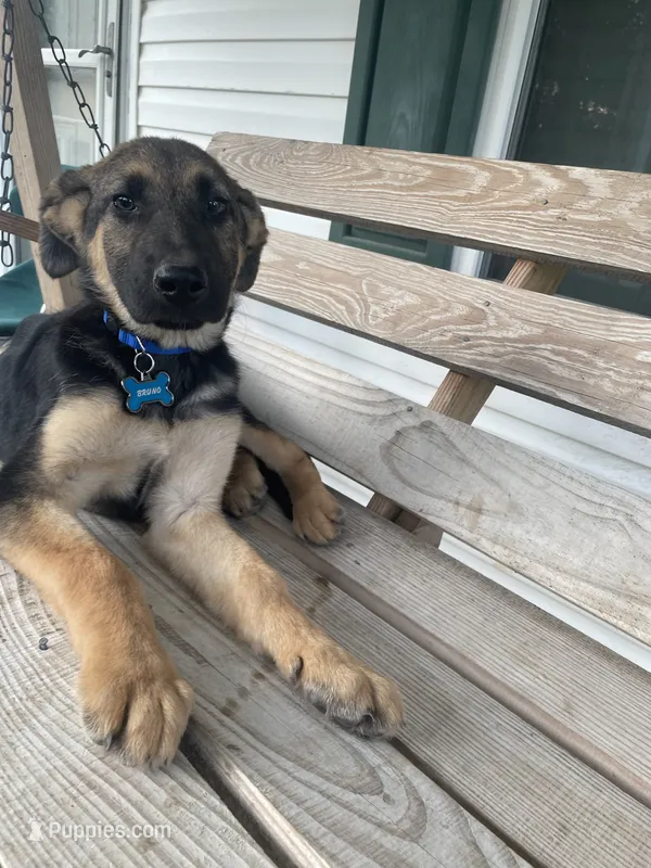 Bruno – German Shepherd Dog puppy for sale in Leland, NC