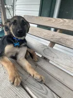 Bruno, a male German Shepherd Dog for sale in Leland, NC – 3 of 3