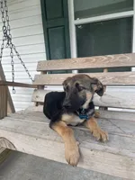 Bruno, a male German Shepherd Dog for sale in Leland, NC – 2 of 3