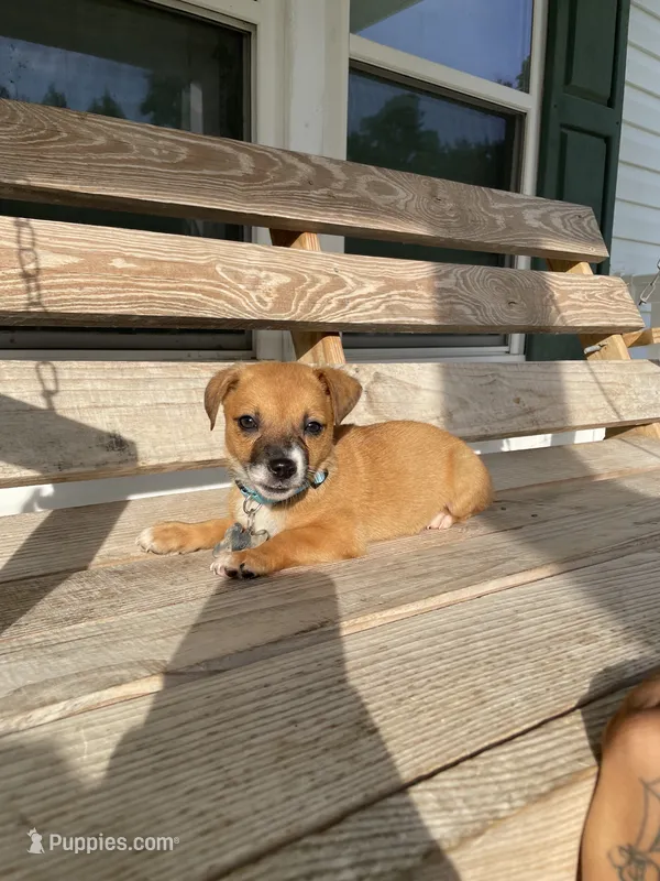 Benji – Chihuahua puppy for sale in Leland, NC