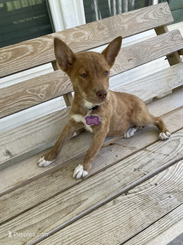Roxy – Australian Kelpie puppy for sale in Leland, NC