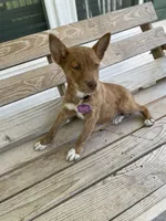 Roxy, a female Australian Kelpie for sale in Leland, NC – 1 of 1