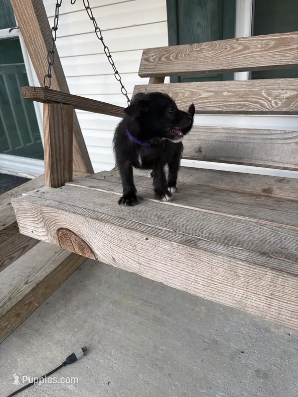 Nino – Chihuahua puppy for sale in Leland, NC