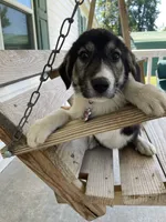 Chloe, a female Kangal Dog for sale in Leland, NC – 2 of 2