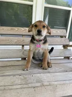 Zoey, a male Beagle for sale in Leland, NC – 2 of 2