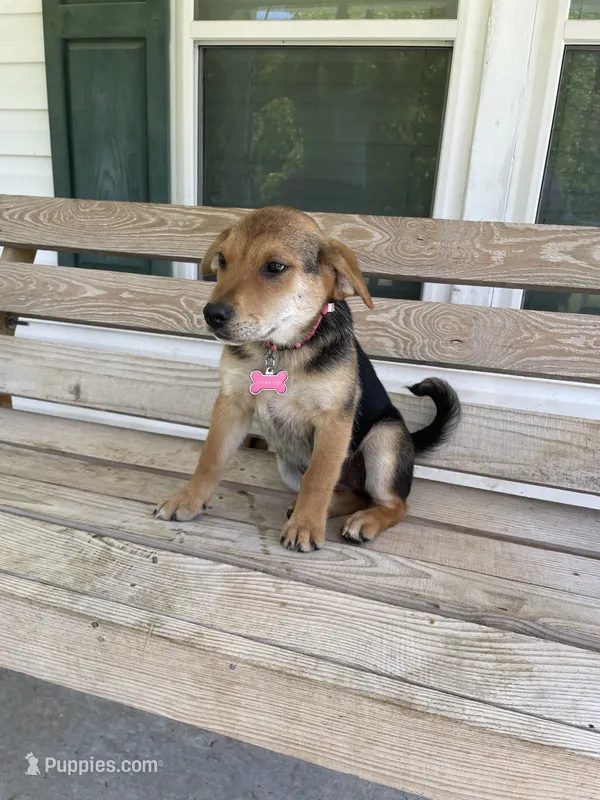 Chloe – Beagle puppy for sale in Leland, NC