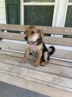 Chloe, a female Beagle for sale in Leland, NC – 1 of 3