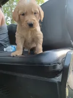 Malaise , a female Golden Retriever for sale in Leland, NC – 2 of 3