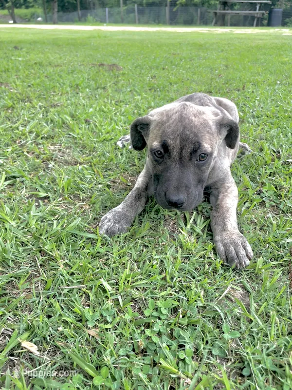 Lovey – Cane Corso puppy for sale in Leland, NC