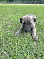 Lovey, a female Cane Corso for sale in Leland, NC – 1 of 2