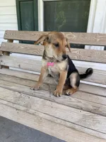 Chloe, a female Beagle for sale in Leland, NC – 3 of 3