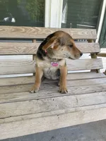 Chloe, a female Beagle for sale in Leland, NC – 2 of 3