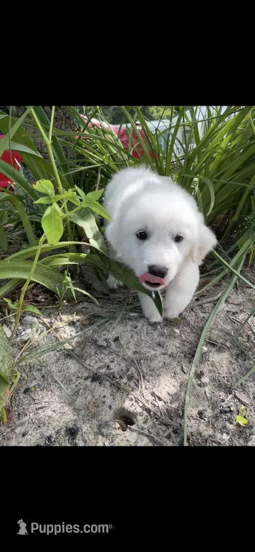 Coda  – Great Pyrenees, Golden Retriever puppy for sale in Leland, NC