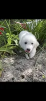 Coda , a male Great Pyrenees and Golden Retriever for sale in Leland, NC – 1 of 1