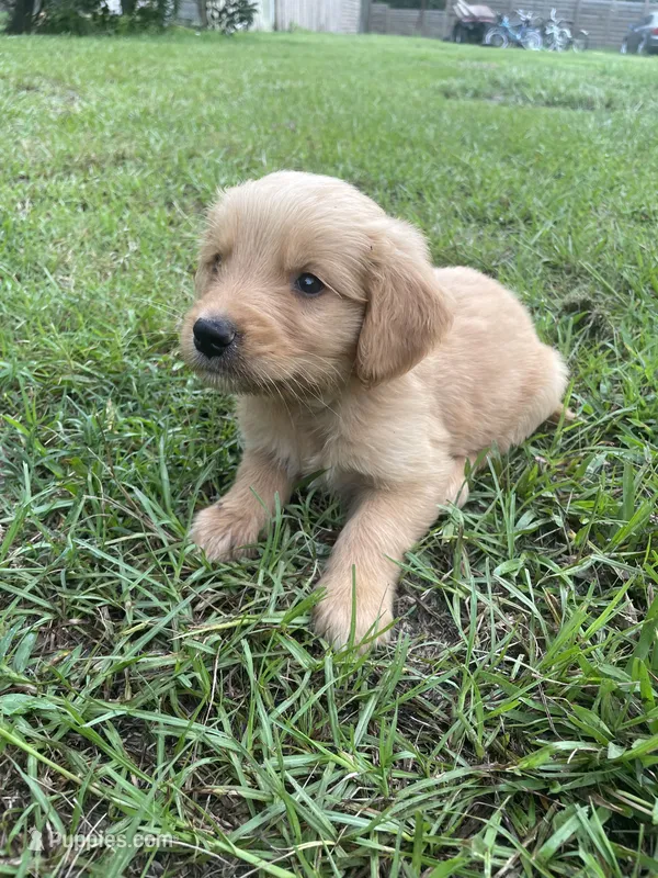 Zane – Golden Retriever puppy for sale in Leland, NC