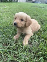 Zane, a male Golden Retriever for sale in Leland, NC – 1 of 2
