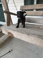 Nino, a male Chihuahua for sale in Leland, NC – 2 of 2