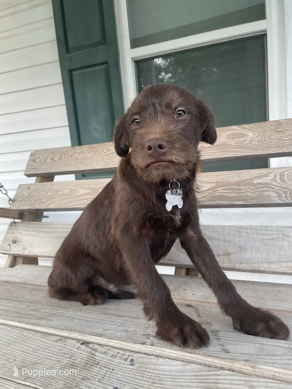 Rocky – German Wirehaired Pointer puppy for sale in Leland, NC