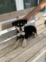 Rex, a male Siberian Husky for sale in Leland, NC – 3 of 3