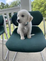 Ranger, a male Great Pyrenees and Golden Retriever for sale in Leland, NC – 3 of 3