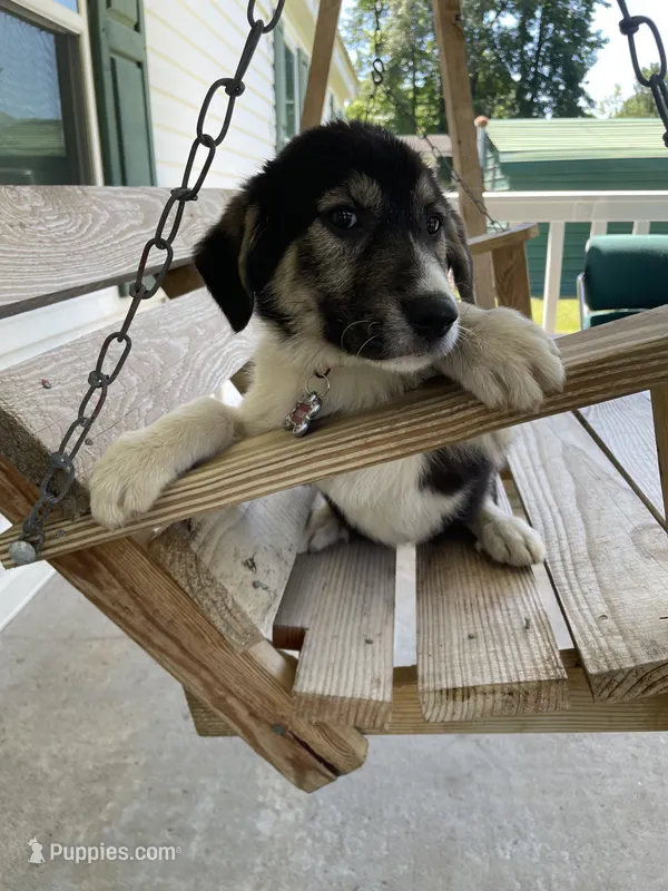 Chloe, a female Kangal Dog for sale in Leland, NC – 1 of 2