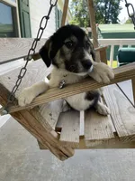 Chloe, a female Kangal Dog for sale in Leland, NC – 1 of 2