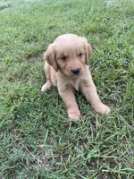 Zane, a male Golden Retriever for sale in Leland, NC – 2 of 2