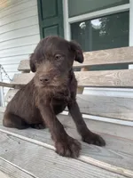 Rocky, a male German Wirehaired Pointer for sale in Leland, NC – 2 of 3