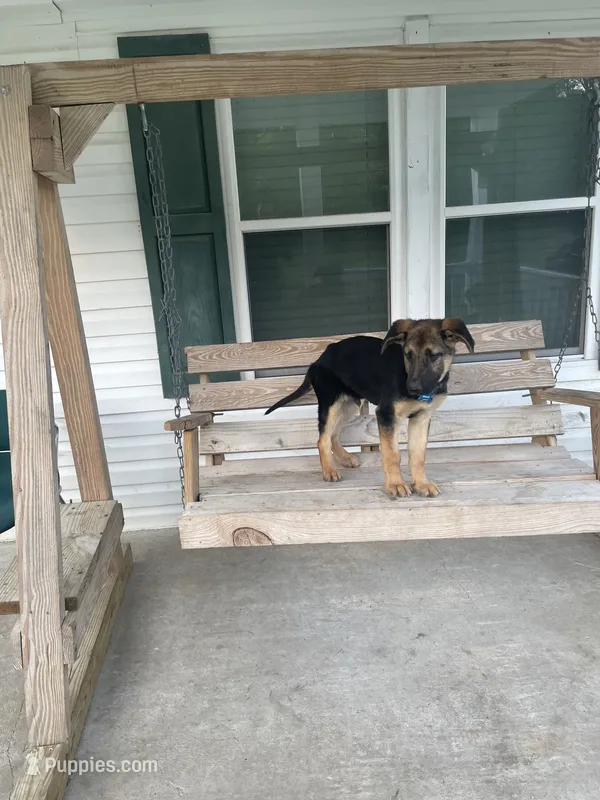 Bruno – German Shepherd Dog puppy for sale in Leland, NC