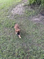 Rux, a male Belgian Shepherd Dog for sale in Leland, NC – 2 of 3
