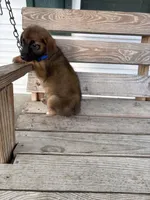 Rux, a male Belgian Shepherd Dog for sale in Leland, NC – 1 of 3