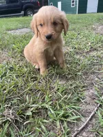 Buck, a male Golden Retriever for sale in Leland, NC – 2 of 2