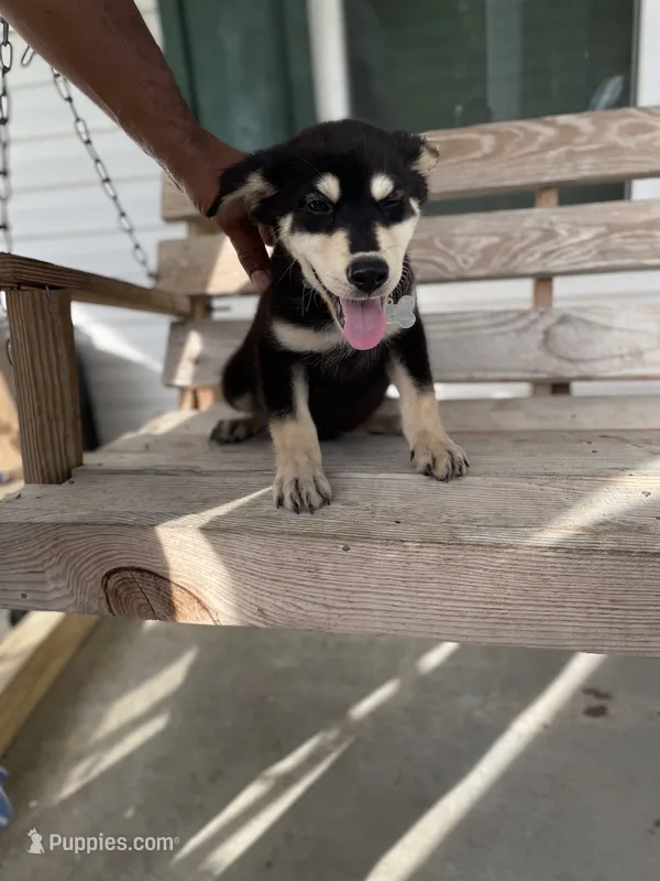 Rex – German Shepherd Dog, Siberian Husky puppy for sale in Leland, NC