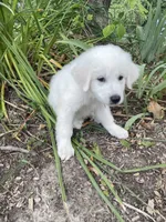 Ranger, a male Great Pyrenees and Golden Retriever for sale in Leland, NC – 2 of 3