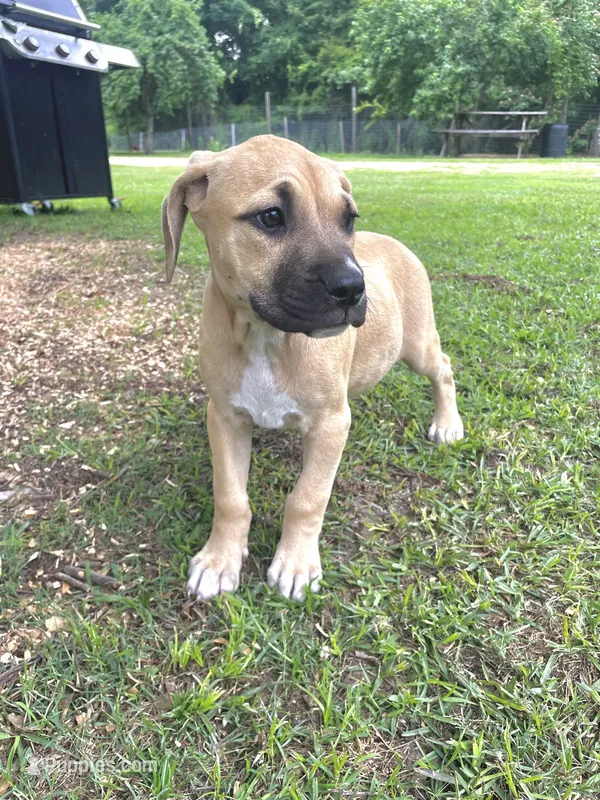 Ladybug – Cane Corso puppy for sale in Leland, NC