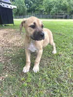 Ladybug, a female Cane Corso for sale in Leland, NC – 1 of 1