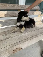 Rex, a male Siberian Husky for sale in Leland, NC – 2 of 3