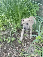 Nola, a female Cane Corso for sale in Leland, NC – 1 of 2