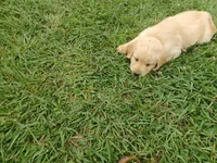 Malaise , a female Golden Retriever for sale in Leland, NC – 3 of 3