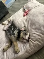 Cookie, a female English Bulldog for sale in Buford, GA – 5 of 5