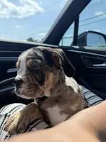 Cookie, a female English Bulldog for sale in Buford, GA – 2 of 5