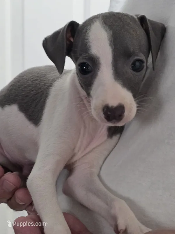 Italian Greyhound Male 2 – Italian Greyhound puppy for sale in Urbana, OH