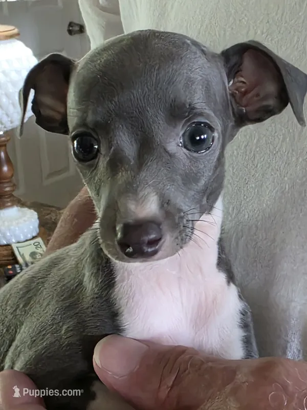 ITALIAN GREYHOUND FEMALE 1 – Italian Greyhound puppy for sale in Urbana, OH