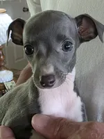 ITALIAN GREYHOUND FEMALE 1, a female Italian Greyhound for sale in Urbana, OH – 1 of 3