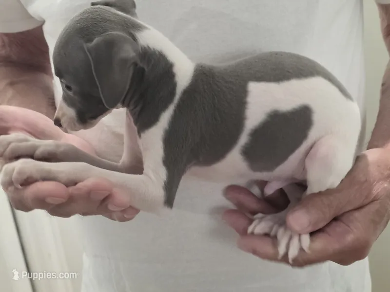 Italian Greyhound Male 2 – Italian Greyhound puppy for sale in Urbana, OH
