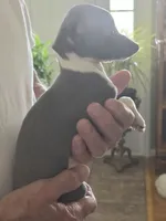 ITALIAN GREYHOUND FEMALE 1, a female Italian Greyhound for sale in Urbana, OH – 2 of 3
